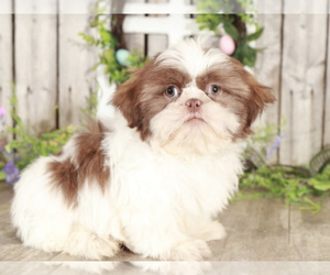Shih Tzu Puppy for sale in MOUNT VERNON, OH, USA