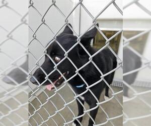 German Shepherd Dog-Unknown Mix Dogs for adoption in Temple, TX, USA