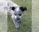 Small Photo #7 Australian Cattle Dog Puppy For Sale in BRIGGSDALE, CO, USA