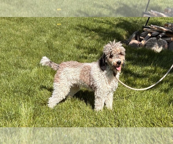 Medium Photo #1 Whoodle (Miniature) Puppy For Sale in MIDDLEBURY, IN, USA