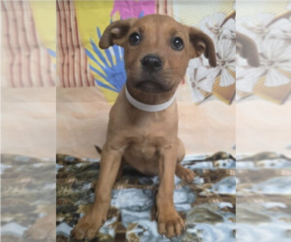 Medium Photo #1 Rhodesian Ridgeback-Unknown Mix Puppy For Sale in Lakewood, CO, USA
