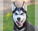 Small Siberian Husky