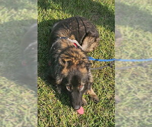 Suki - Female German Shepherd Dog Dog for Adoption - Photo #3