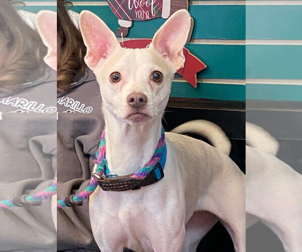 Medium Photo #2 Chihuahua-Unknown Mix Puppy For Sale in Amarillo, TX, USA