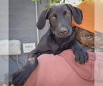 Small #4 Mutt