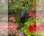 Small Photo #3 Labrador Retriever-Unknown Mix Puppy For Sale in SHERBURNE, NY, USA
