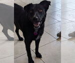 Small #1 Labrador Retriever Mix