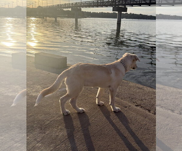 Medium Photo #4 German Shepherd Dog-Great Pyrenees Mix Puppy For Sale in Dallas, TX, USA