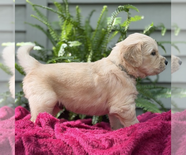 Medium Photo #1 Golden Retriever Puppy For Sale in BUTNER, NC, USA
