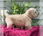 Puppy Sailor Golden Retriever