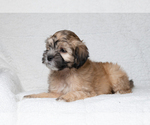Small Photo #3 Zuchon Puppy For Sale in WHEELING, IL, USA
