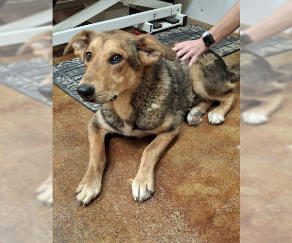 Medium Photo #3 Mutt Puppy For Sale in Mountain View, AR, USA