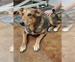 Lefty - Male Mutt Dog for Adoption - Photo #3