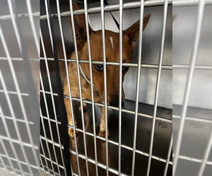 Mutt Dogs for adoption in Riverside, CA, USA