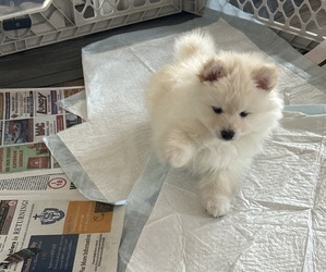 Pomsky Dog for Adoption in PERRYVILLE, Missouri USA