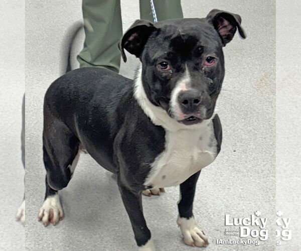 Medium Photo #2 Boxador Puppy For Sale in Washington, DC, USA