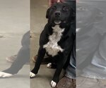 Small Labrador Retriever Mix