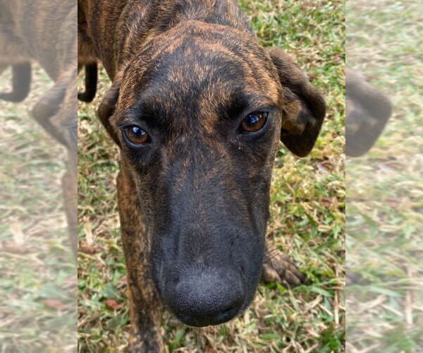 Medium Photo #1 Plott Hound-Unknown Mix Puppy For Sale in Canton, CT, USA