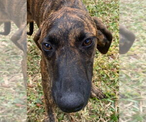 Plott Hound-Unknown Mix Dogs for adoption in Canton, CT, USA