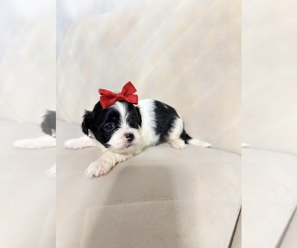 Medium Photo #10 Shih Tzu Puppy For Sale in LANCASTER, CA, USA
