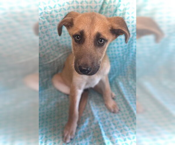 Medium Photo #10 Mutt Puppy For Sale in Pleasanton, TX, USA