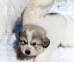Small Photo #5 Great Pyrenees Puppy For Sale in CLAYTON, WA, USA