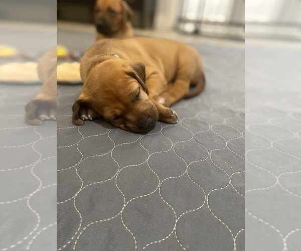 Medium Photo #6 Rhodesian Ridgeback Puppy For Sale in KELLER, TX, USA