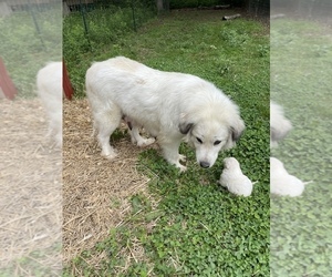 Mother of the Great Pyrenees puppies born on 05/05/2022