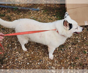 Max - Male American Eskimo Dog-Unknown Mix Dog for Adoption - Photo #3