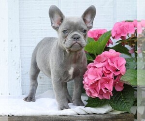 French Bulldog Puppy for sale in FREDERICKSBURG, OH, USA