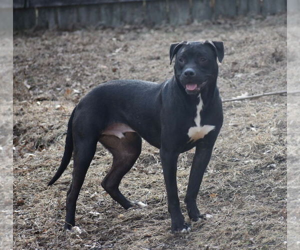 Medium Photo #8 American Pit Bull Terrier Puppy For Sale in Topeka, KS, USA
