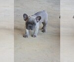 Litter of 5 - Male(s) and Female(s) French BulldogLitter of Puppies for Sale - Photo #4