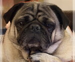 Small #1 Pug