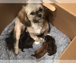Mother of the Lhasa Apso puppies born on 05/27/2022