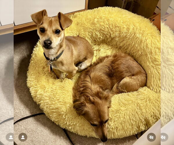 Medium Photo #2 Chihuahua-Unknown Mix Puppy For Sale in Bellevue, WA, USA