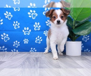 Papillon Puppy for sale in MARIETTA, GA, USA