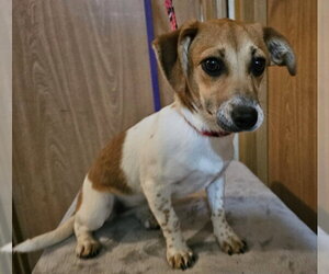 Chihuahua-Unknown Mix Dogs for adoption in Olalla, WA, USA