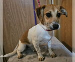 Small Chihuahua Mix