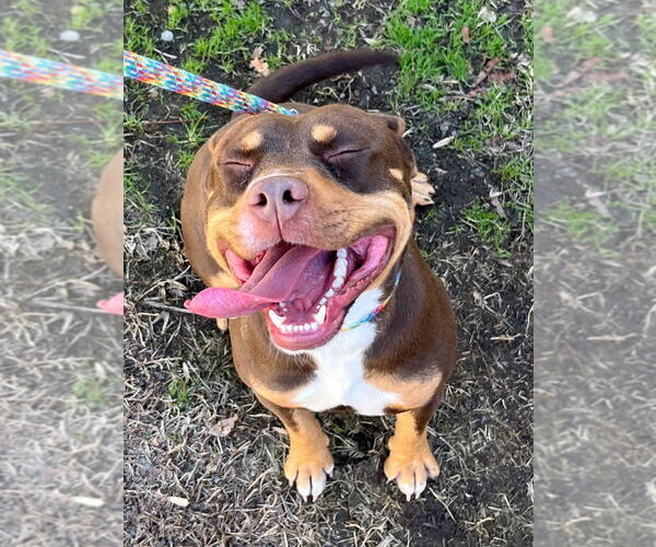 Medium Photo #3 Mutt Puppy For Sale in Tarboro, NC, USA