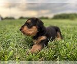 Small Photo #12 Airedale Terrier Puppy For Sale in MOUNT JULIET, TN, USA