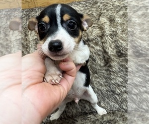Rat Terrier Puppy for sale in WHITAKERS, NC, USA