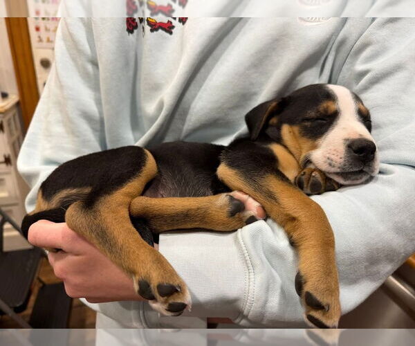 Medium Photo #3 Australian Shepherd-Unknown Mix Puppy For Sale in OKLAHOMA CITY, OK, USA