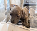 Small #5 American Pit Bull Terrier Mix