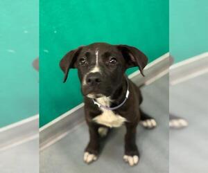 Mutt Dogs for adoption in Visalia, CA, USA