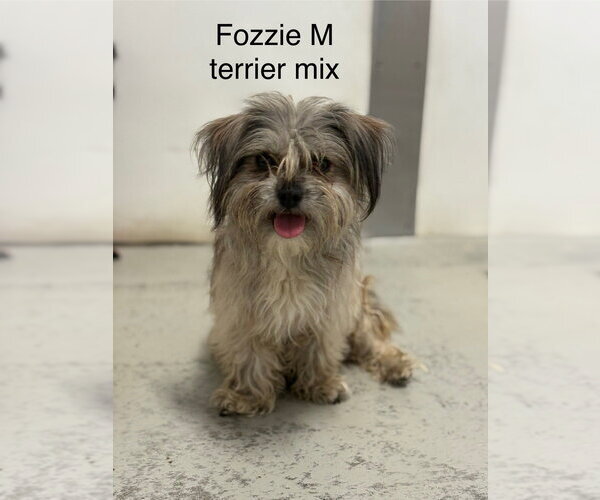 Medium Photo #1 Mutt Puppy For Sale in Studio City, CA, USA