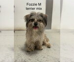 Small Mutt