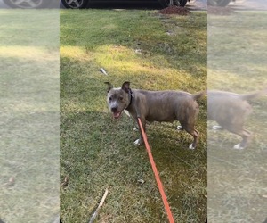 Mother of the American Bully puppies born on 06/24/2026
