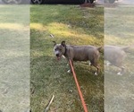 Small Photo #1 American Bully Puppy For Sale in CAPITOL HEIGHTS, MD, USA