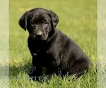 Small #3 Labrador Retriever