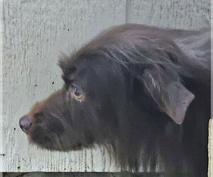 Mutt Dogs for adoption in Olalla, WA, USA